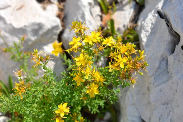 Perforera Johannesört Blommor Latinskt Namn Hypericum Perforatum — Stockfoto