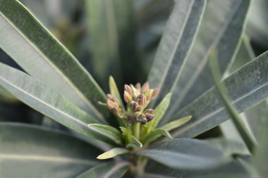 Yaygın zakkum tomurcukları - Latince adı - Nerium zakkum