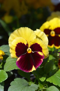 Bahçe ibnesi çiçeği - Latince adı - Viola x wittrockiana