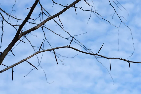 Robinienzweige Mit Dornen Lateinischer Name Gleditsia Triacanthos — Stockfoto