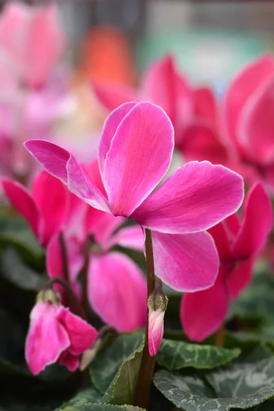 Flores Ciclame Persas Nome Latino Cyclamen Persicum — Fotografia de Stock