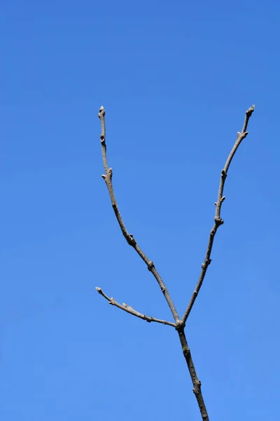 Fringetree Ramo Con Boccioli Foglie Contro Cielo Blu Nome Latino — Foto Stock