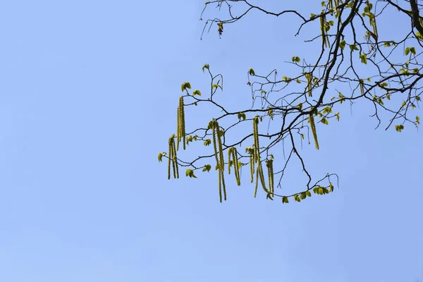 Ramos Cornos Lúpulo Europeus Com Flores Nome Latino Ostrya Carpinifolia — Fotografia de Stock