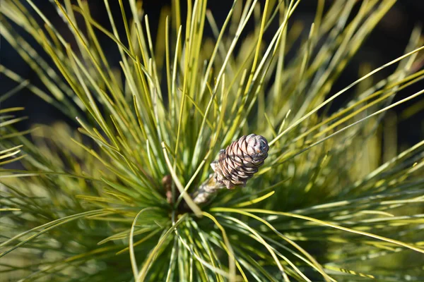 Himalayan Pine Frosty Latin Name Pinus Wallichiana Frosty — Stock Photo, Image