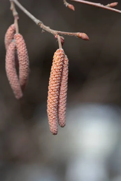 蕾と花を持つ一般的なヘイゼルの枝 ラテン語名 Corylus Avellana — ストック写真