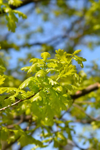 Αγγλικό Κλαδί Βελανιδιάς Λατινική Ονομασία Quercus Robur — Φωτογραφία Αρχείου