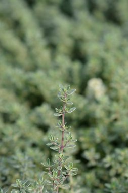 Gümüş Kraliçe Thyme Latince adıyla Thymus x citriodorus Gümüş Kraliçe 'den ayrılıyor