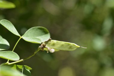 Dalmaçyalı laburum tohumu - Latince adı - Petteria ramentacea