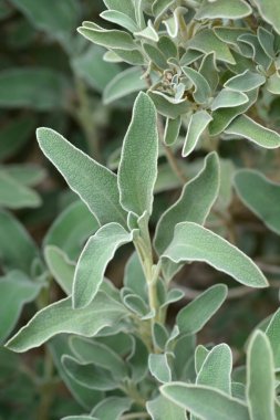 Kudüs adaçayı yaprakları - Latince adı - Phlomis fruticosa