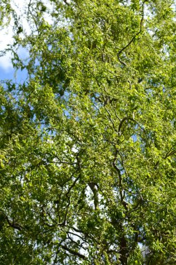 Ejderhalar söğüt dallarını pençelerler - Latince adı - salya matsudana Tortuosa