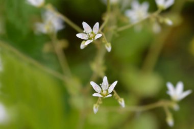 Yuvarlak yapraklı Saxigrage çiçekleri - Latince adı - Saxifraga rotundifolia