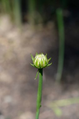 Büyük tutumlu çiçek tomurcuğu - Latince adı - Armeria psödarmeria