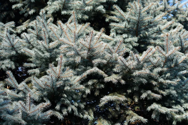 Kolorado Niebieski Świerk Łacińska Nazwa Picea Pungens — Zdjęcie stockowe
