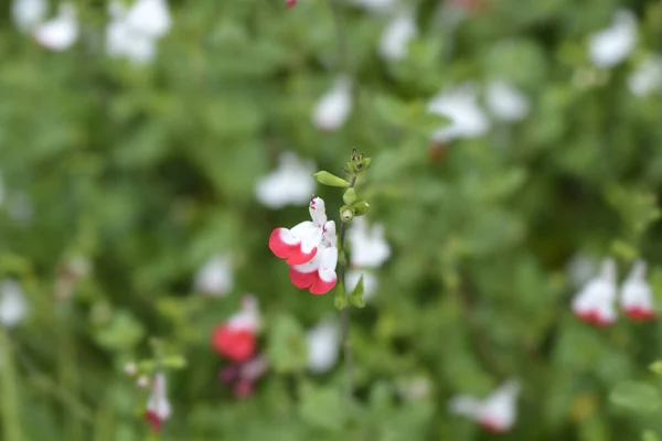 Baby Salbei Hot Lips Blüten Lateinischer Name Salvia Microphylla Hot — Stockfoto