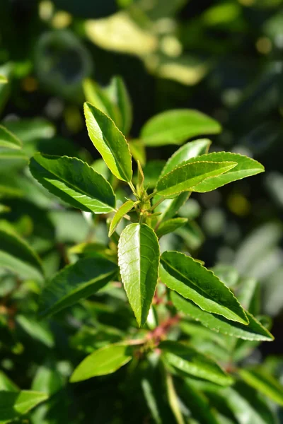 Portuguese Laurel Cherry Leaves Latin Name Prunus Lusitanica Angustifolia — Stock Photo, Image