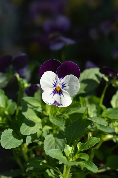 Horned Violeta Branco Roxo Asa Flor Nome Latino Viola Cornuta — Fotografia de Stock