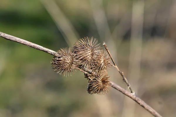 Lesser Burdock Dry Seed Heads Latin Name Arctium — Stock Photo, Image