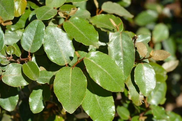 Folhas Oliveira Espinhosas Nome Latino Elaeagnus Pungens — Fotografia de Stock