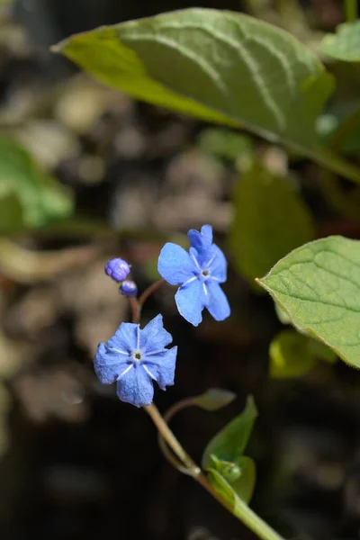 Niebieskooka Mary Kwiaty Łacińska Nazwa Omphalodes Verna — Zdjęcie stockowe