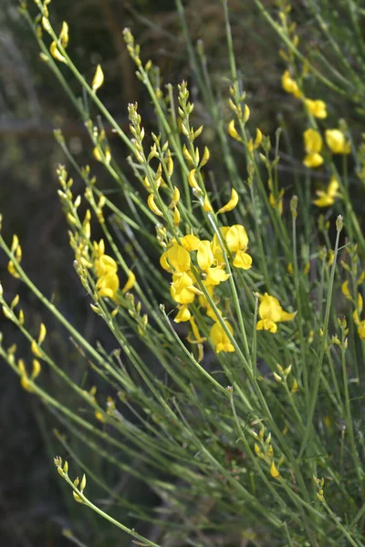 Spanischer Besen Lateinischer Name Spartium Junceum — Stockfoto