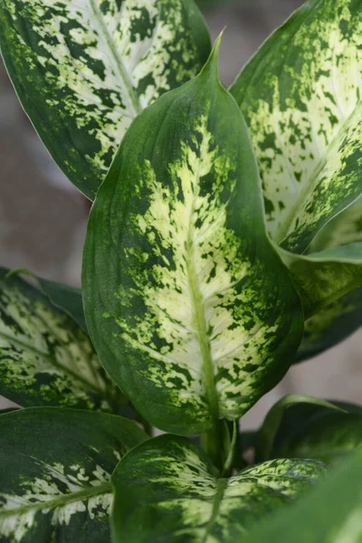 Stomme Cane Compacta Bladeren Latijnse Naam Dieffenbachia Compacta — Stockfoto