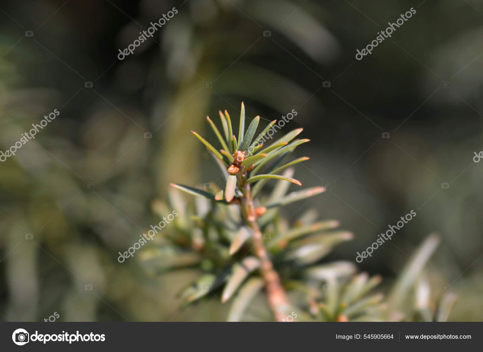 爱尔兰月桂叶拉丁文名紫杉叶——图库图片© nahhan #545905664