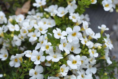 Süslü bacopa çiçekleri - Latince adı Chaenostoma cordatum