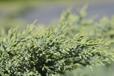 Juniper Hetzii şubesi - Latince adı - Juniperus x pfitzeriana Hetzii