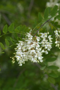 Çiçekli siyah çekirge dalı - Latince adı - Robinia psödoacia