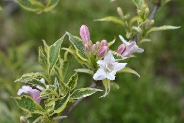 Çiçekli çeşitlendirilmiş Weigela dalı - Latince adı Weigela florida Variegata