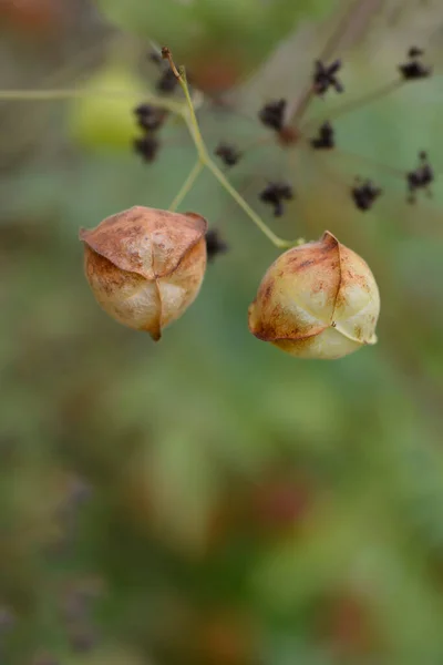 포도나무 라틴어 Cardiospermum Halicacabum — 스톡 사진