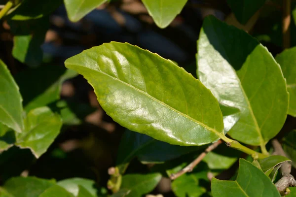 Folhas Cereja Louro Nome Latino Prunus Laurocerasus — Fotografia de Stock
