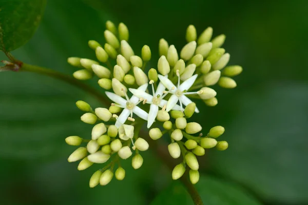 常见的山核桃花 拉丁文名 山核桃 — 图库照片