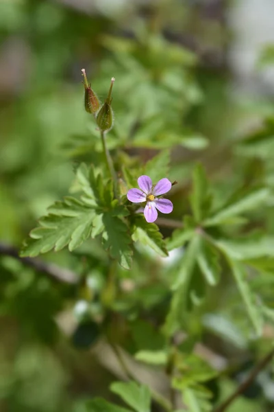 Małe Robin Kwiaty Łacińska Nazwa Geranium Purpureum — Zdjęcie stockowe