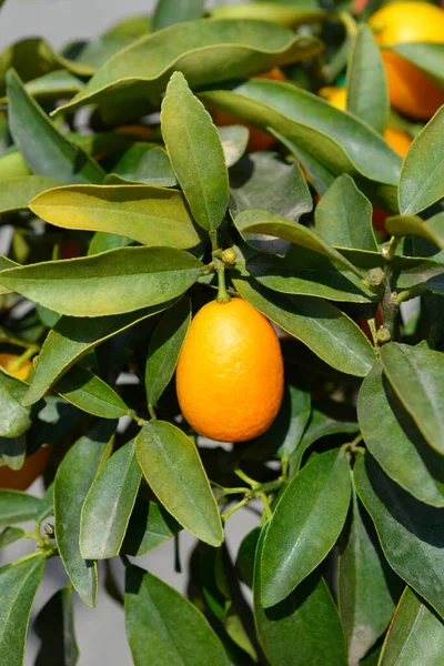 Kumquat Fruit 拉丁文名称 Fortunella Japonica — 图库照片