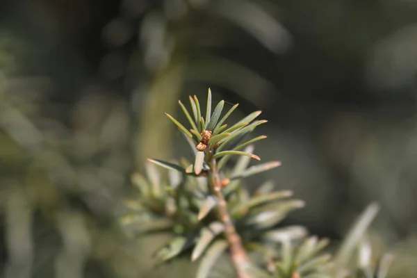 아일랜드어 Yew Leaves 라틴어 Taxus Baccata — 스톡 사진