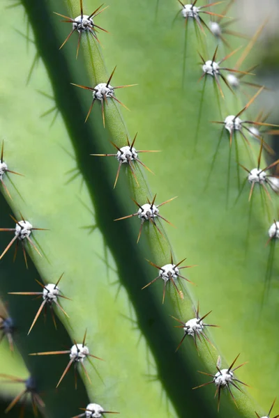 Detalhe Cacto Maçã Peruano Nome Latino Cereus Repandus Cereus Peruvianus — Fotografia de Stock