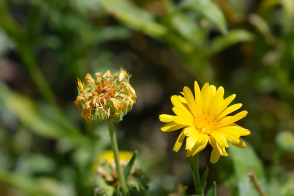 庭のマリーゴールドの花 ラテン語名 カレンダー Officinalis — ストック写真
