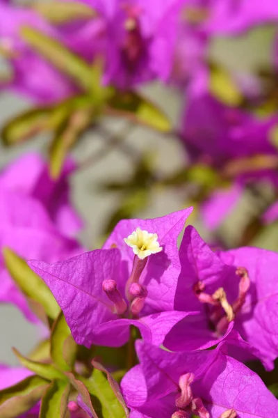 Grandes Flores Buganvillas Nombre Latino Bougainvillea Spectabilis — Foto de Stock