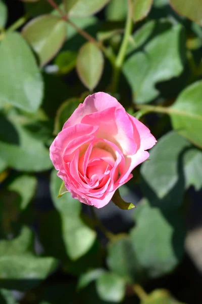 Rosa Royal Minueto Flor Nombre Latino Rosa Royal Minueto —  Fotos de Stock