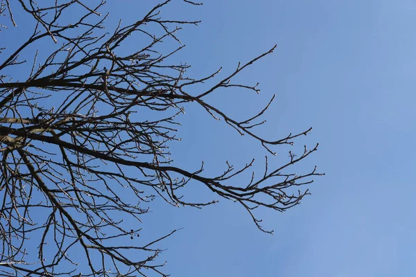 Rosskastanienzweige Mit Blattknospen Vor Blauem Himmel Lateinischer Name Aesculus Hippocastanum — Stockfoto