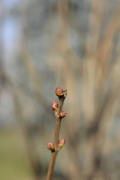 Close Lilac Branch Buds Latin Name Syringa Vulgaris — Stock Photo, Image