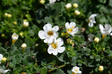Süslü bacopa çiçekleri - Latince adı Chaenostoma cordatum