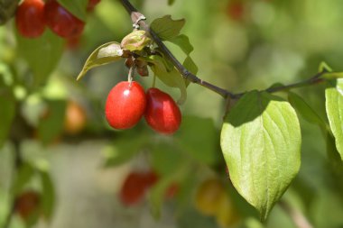 Cornelian kiraz meyvesi - Latince adı - Cornus mas