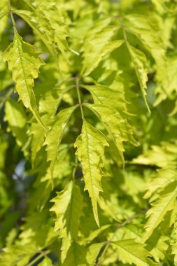 Trompetçi Madam Galen Latince adıyla kampüs x tagliabuana Madam Galen 'i terk eder.