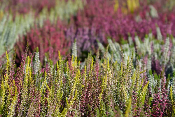 Звичайні Вересові Квіти Латинська Назва Calluna Vulgaris — стокове фото