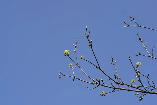 Norway Maple Branches Flowers Buds Blue Sky Latin Name Acer — стоковое фото