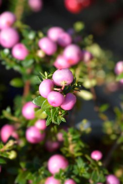 Dikenli fundalıklar - Latince adı - Gaultheria mucronata (Pernettya mucronata)
