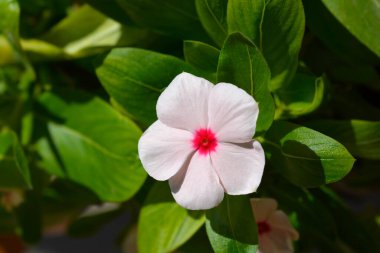 Madagaskar pembe menekşe - Latince adı - Catharanthus roseus (Vinca rosea)