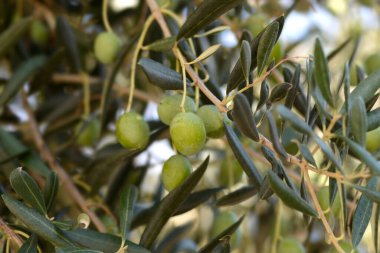 Yeşil meyveli yaygın zeytin dalları - Latince adı - Olea europaea